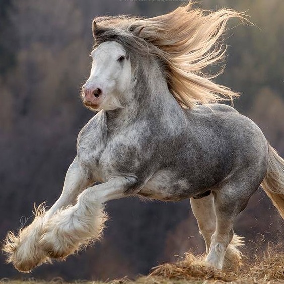 GypsyHorses of Podolin Stud